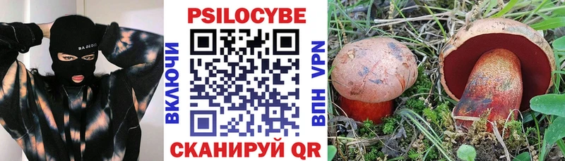 купить  цена  Ахтырский  Псилоцибиновые грибы Cubensis 